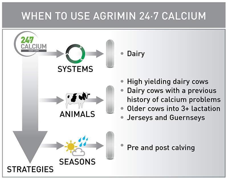 247 Calcium Dairy Cows