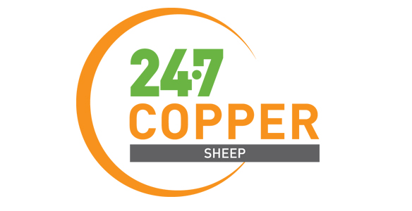 24.7 COPPER SHEEP