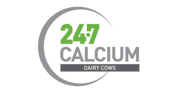 247 Calcium Dairy Cows