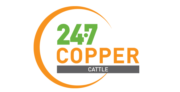 247 Copper Cattle