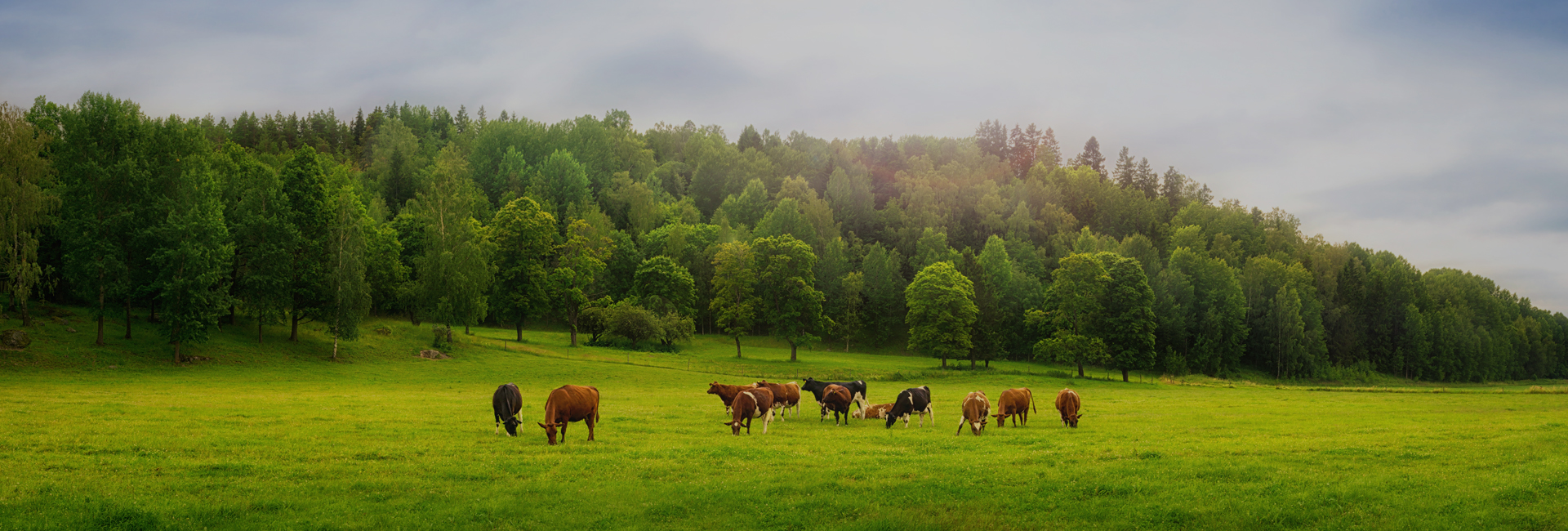 Caring for your animals