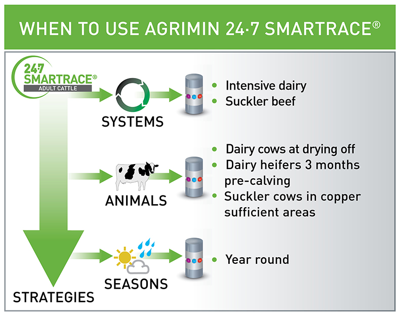 Smartrace Adult Cattle