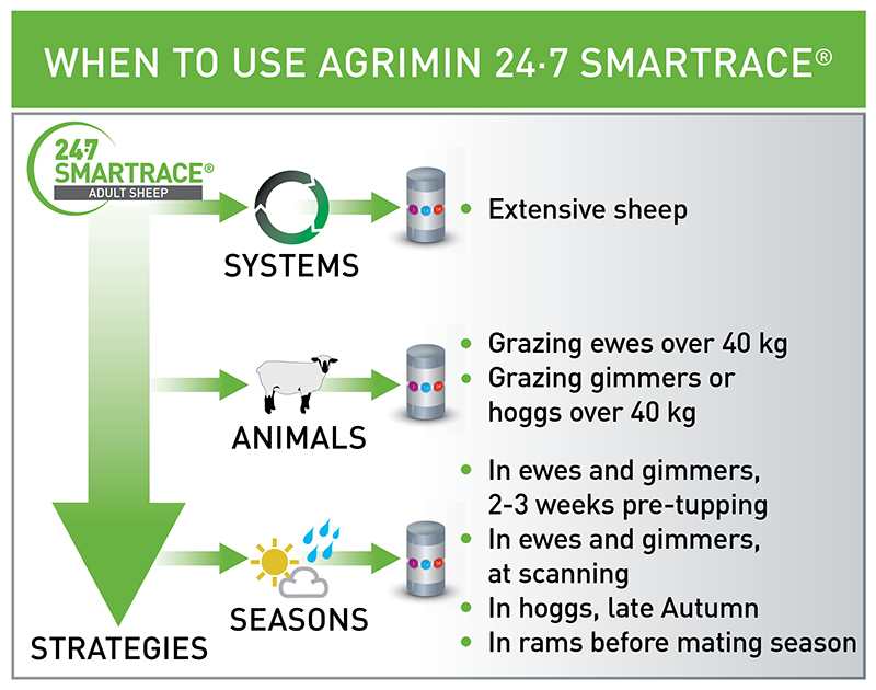 SMARTRACE ADULT SHEEP