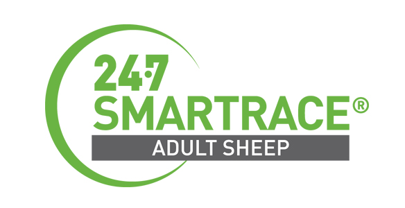 SMARTRACE ADULT SHEEP