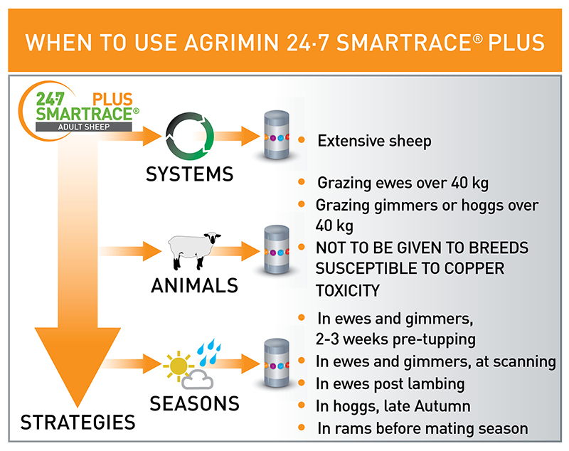 Smartrace PLUS Adult Sheep