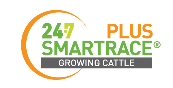 SMARTRACE PLUS GROWING CATTLE