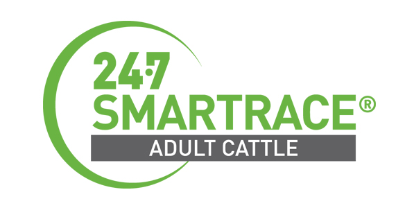 Smartrace Adult Cattle