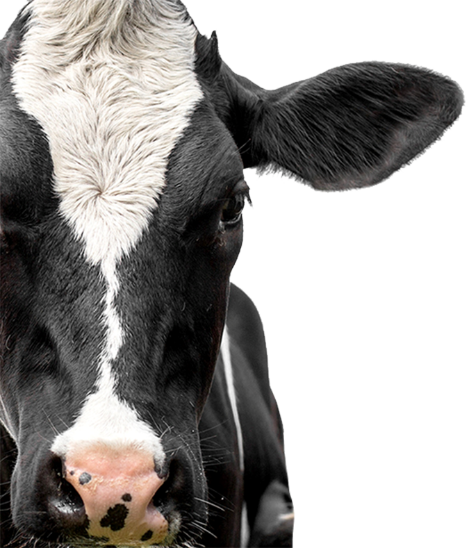 Dairy Cattle Products