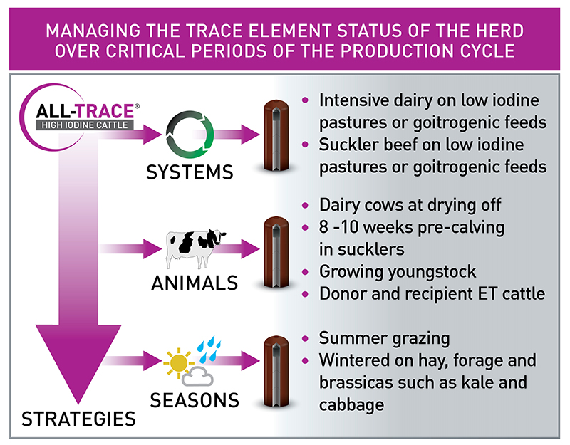 ALL-TRACE HIGH IODINE CATTLE