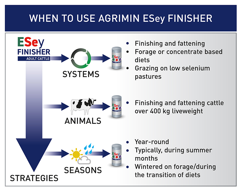 Beef Cattle ESey FINISHER ADULT CATTLE