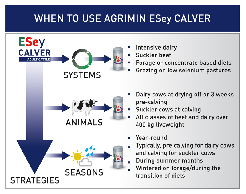 Dairy Cattle ESey CALVER ADULT CATTLE