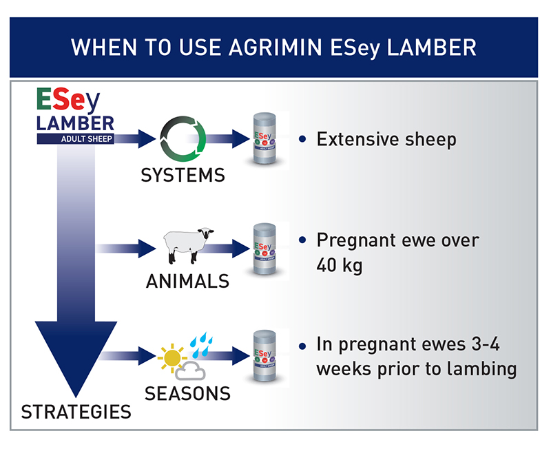ESey LAMBER ADULT SHEEP