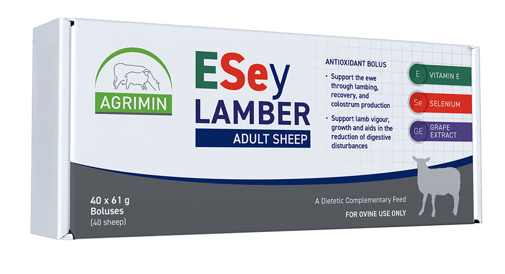 Sheep ESey LAMBER ADULT SHEEP
